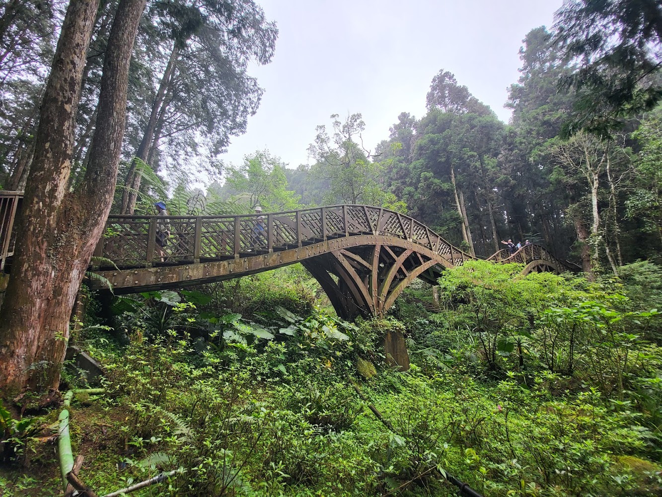 銀杏林｜南投景點推薦｜五大必訪絕美景點，讓你享受大自然的饗宴