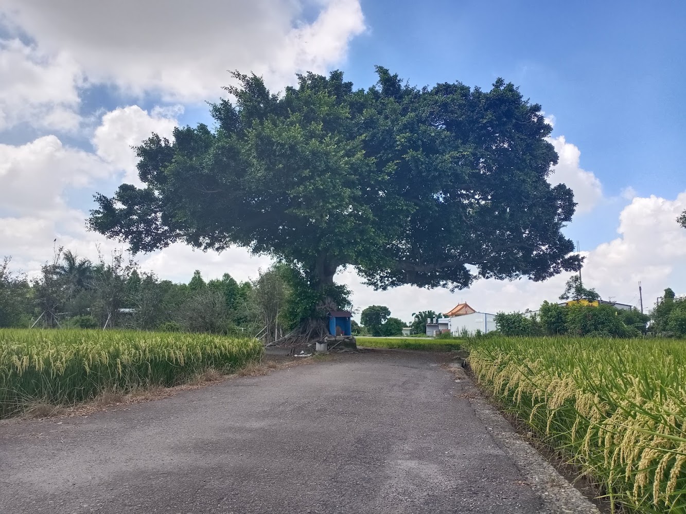 台中金城武樹｜發掘台中私房景點：必訪彩虹村與金城武樹的隱秘魅力