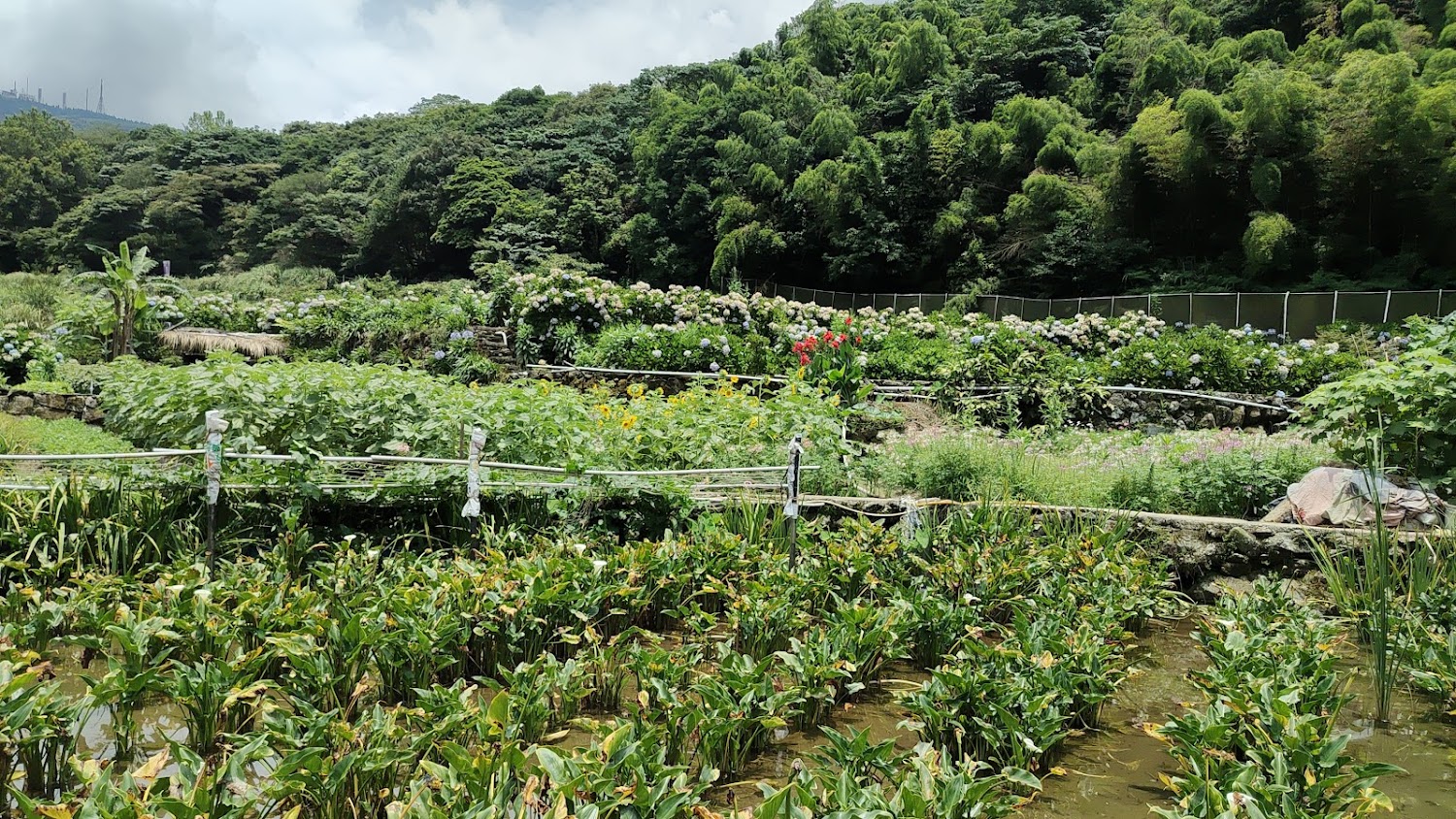 陽明山國家公園｜台灣一生必去的5大景點推薦