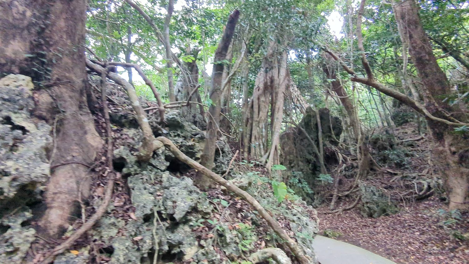 所有圖片｜墾丁國家森林遊樂區：發現台灣的天然瑰寶與秘境