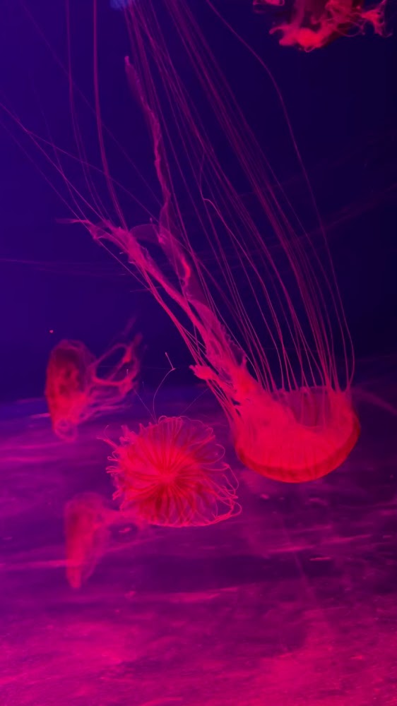 所有｜桃園水族館介紹｜探索Xpark的海洋奇幻世界