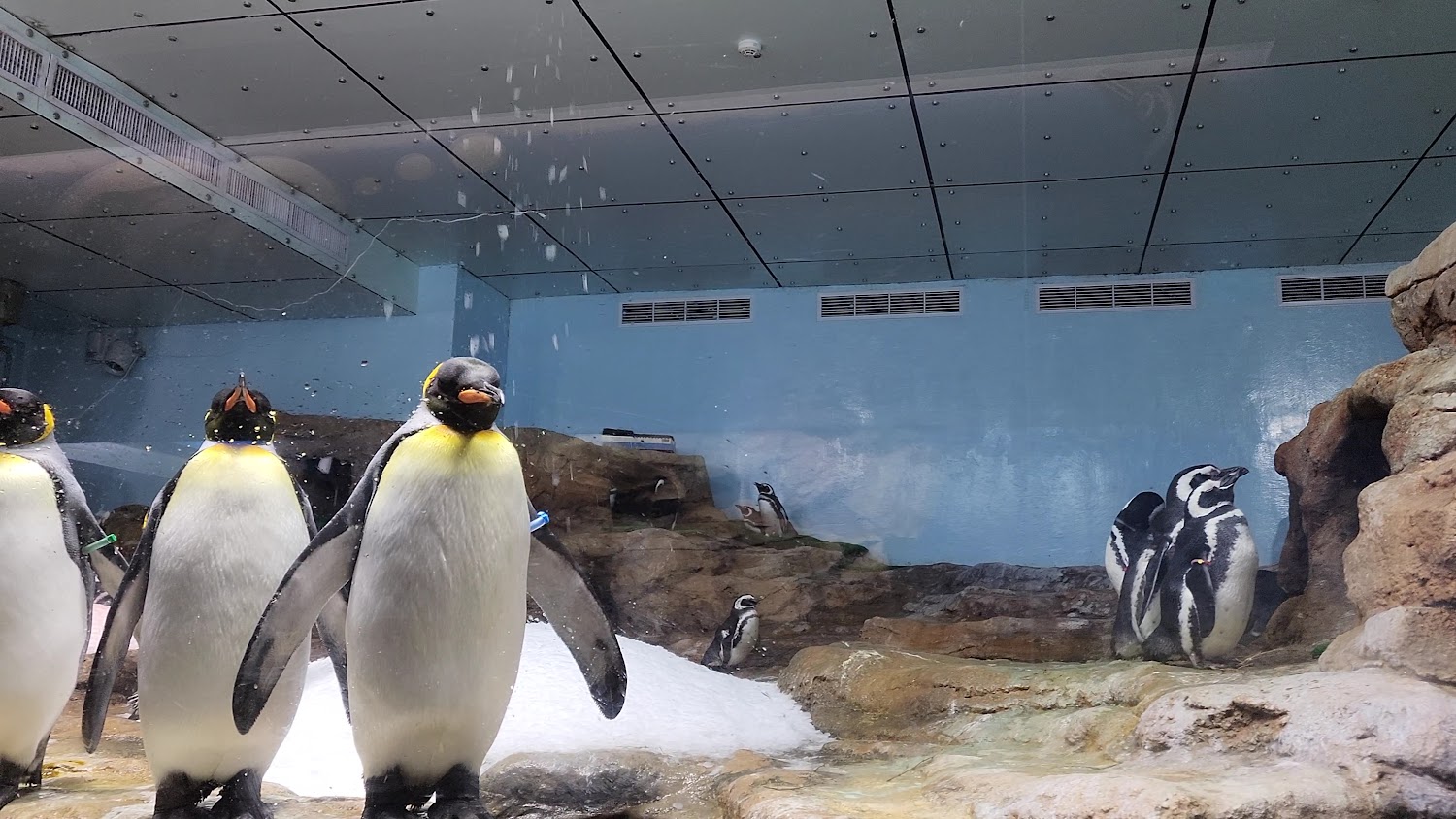 最新｜桃園水族館介紹｜探索Xpark的海洋奇幻世界