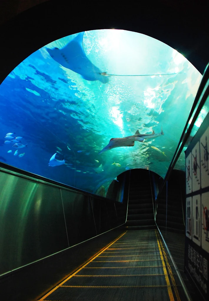 花蓮遠雄海洋公園攻略｜5大必玩設施＋園區美食一次掌握