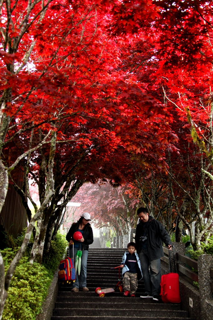 太平山莊的完美住宿體驗：享受大自然的美好