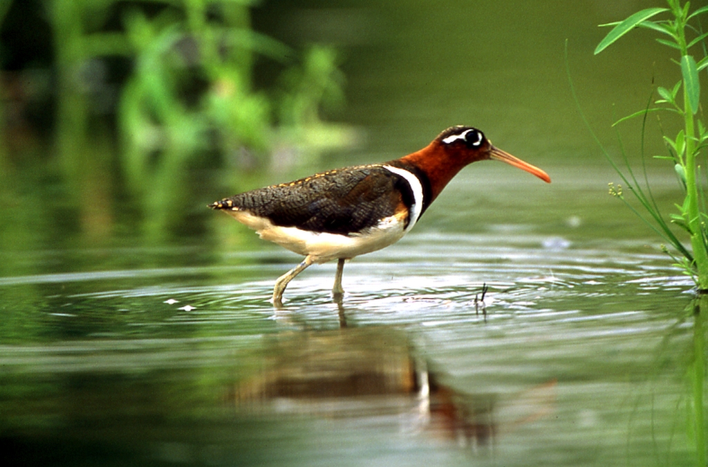 高美濕地：最佳觀賞日落的秘境全攻略