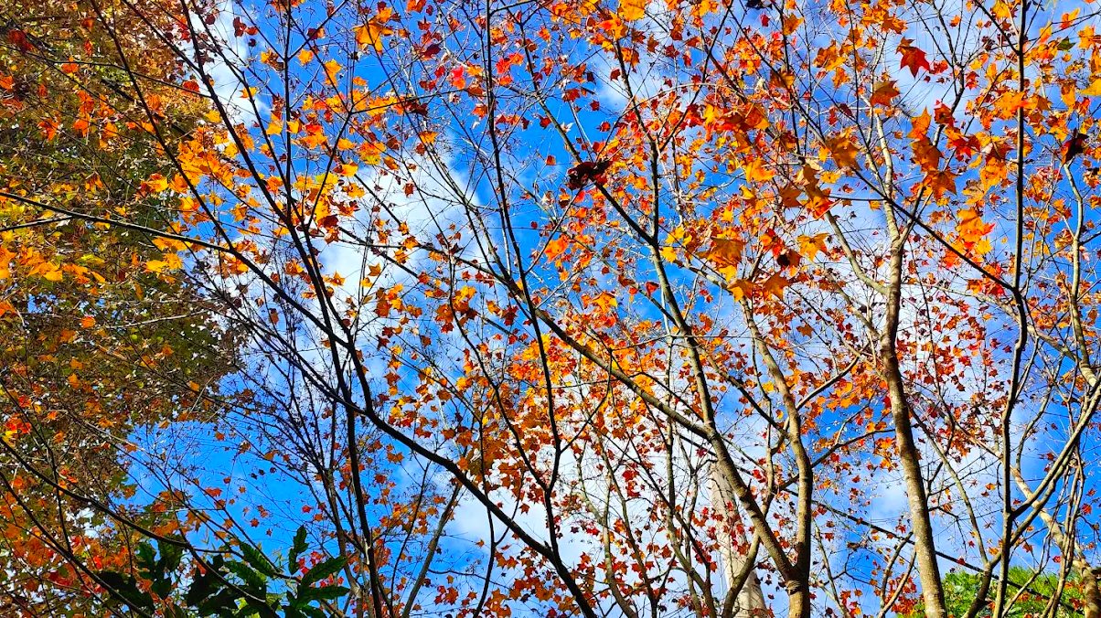 馬那邦山的登山之旅：尋找完美的親子健行地點