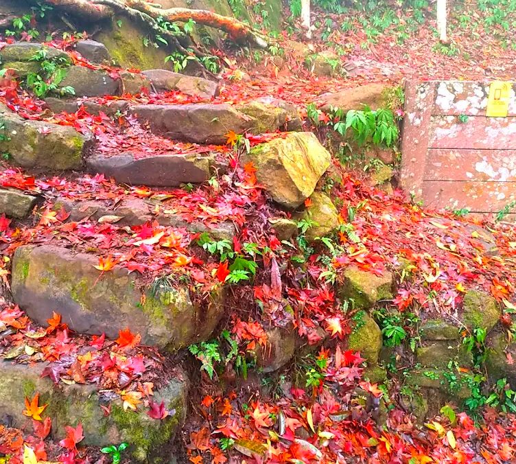 馬那邦山的登山之旅：尋找完美的親子健行地點