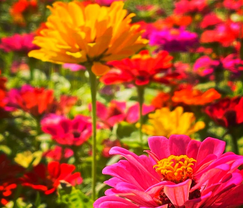 關渡花海的必訪理由：讓你不再錯過的景點