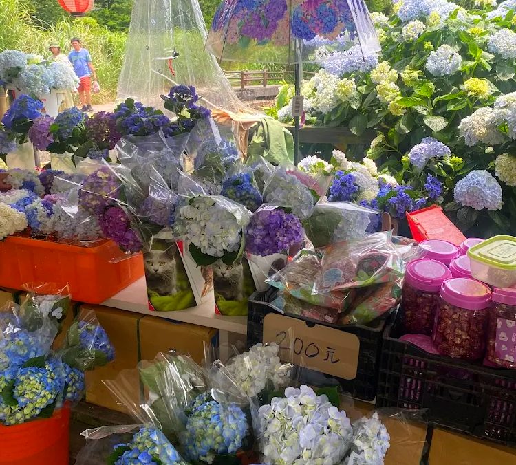 北台灣繡球花的浪漫之旅：不容錯過的景點