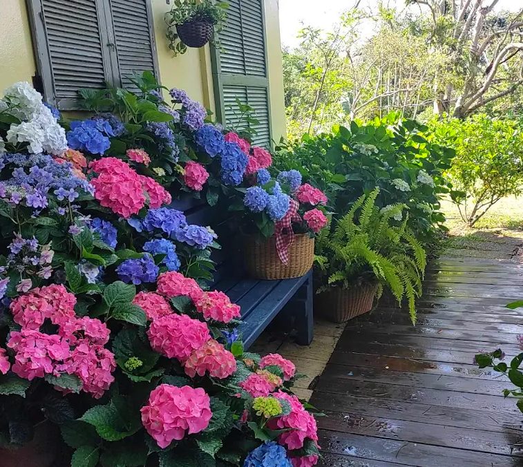 【2025桃園繡球花季】夢幻賞花景點推薦｜免費入園、親子體驗、花海野餐全收錄！