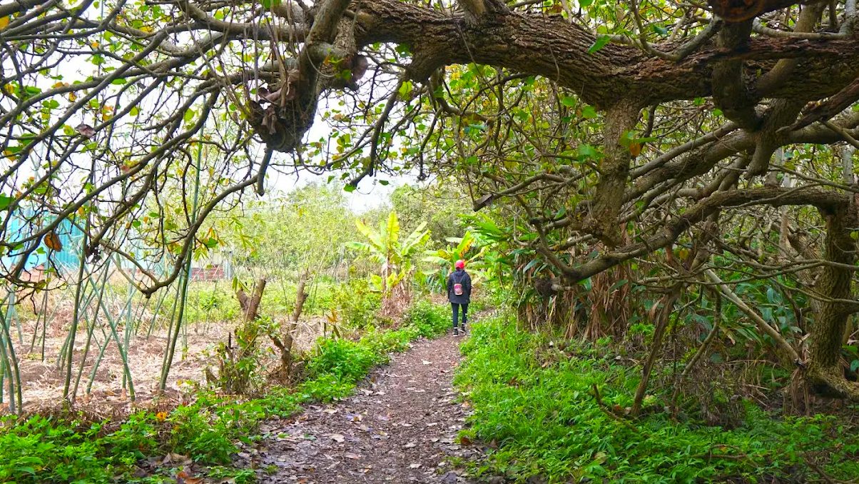 【桃園秘境】觀音草漯沙丘一日遊｜風車、沙丘、夕陽，免費打卡美景全攻略
