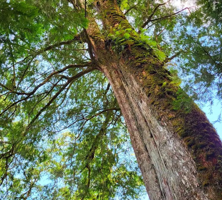 探索馬告生態園區的美麗與奧秘:最佳遊玩攻略
