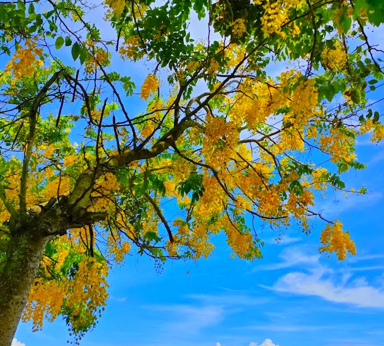 虎頭埤阿勃勒花季必去景點與活動介紹