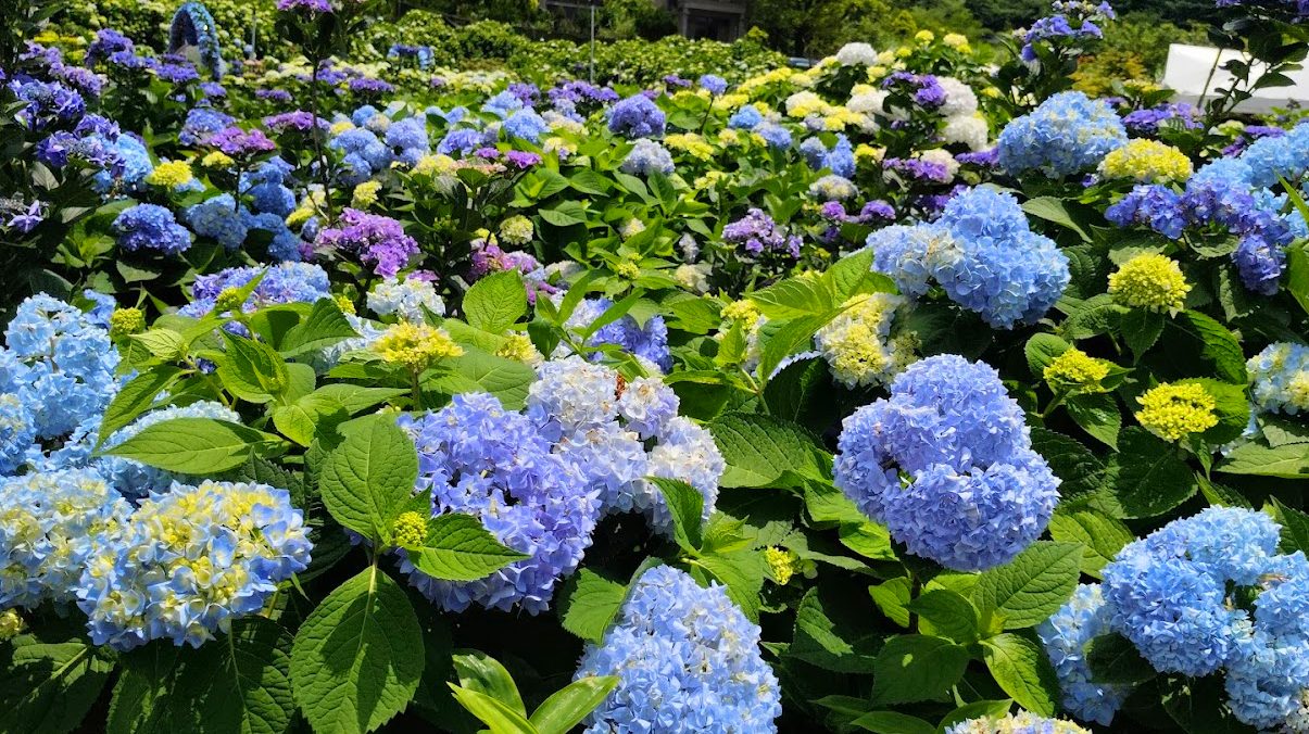 北台灣繡球花的浪漫之旅：不容錯過的景點