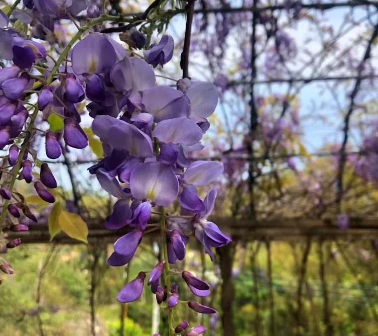 🌿 新竹新埔絕美鄉村秘境！馥橙芳園民宿一泊二食體驗、草莓採果、英式建築超好拍