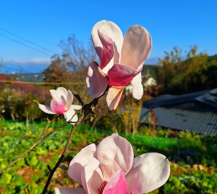 🌿 陽明山國家公園一日遊全攻略｜必訪景點、溫泉、美食與健行路線總整理