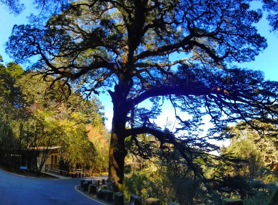 【2025自駕推薦】溪頭自然教育園區一日遊＋南投熱門景點懶人包