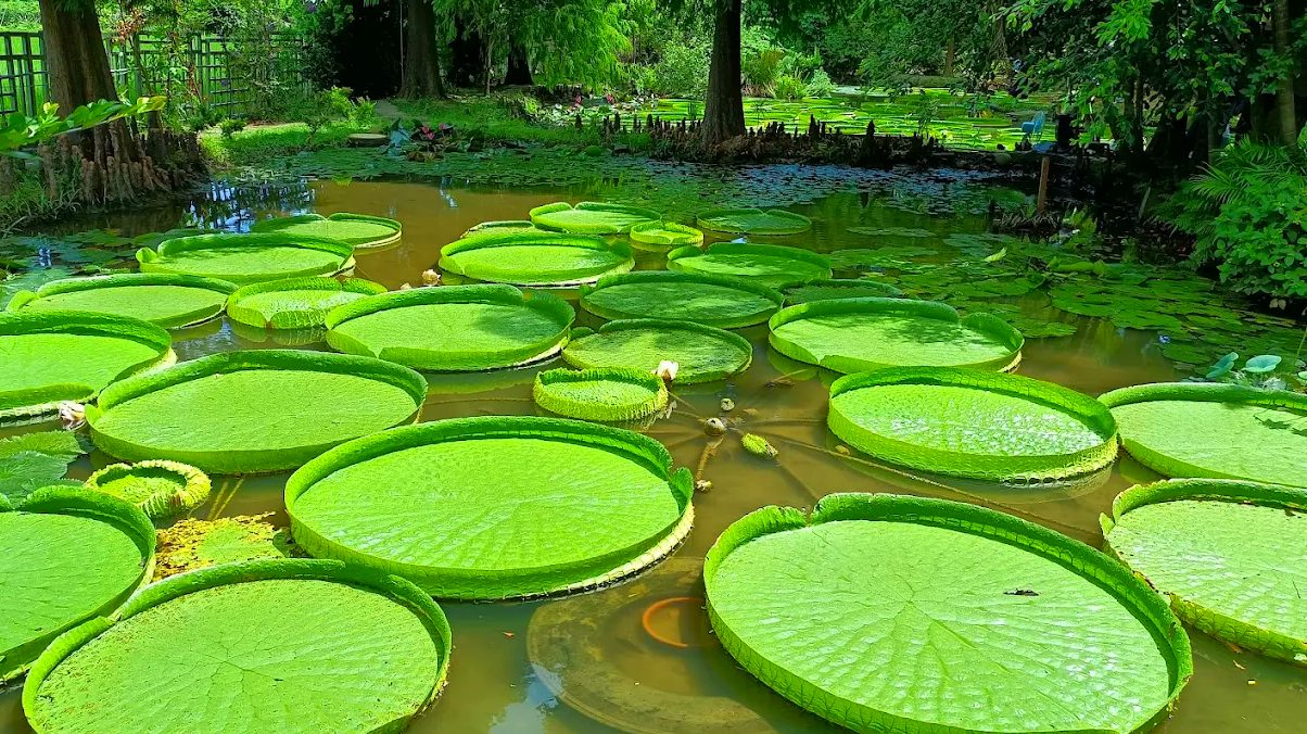 【2025全台蓮花季攻略】5大賞大王蓮秘境＋蓮子美食一次玩透！拍照、乘蓮、吃冰超療癒