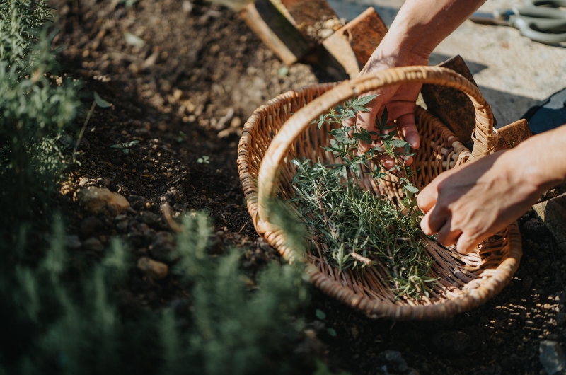 薰衣草森林：探索台中的夢幻花海與天然療癒之地