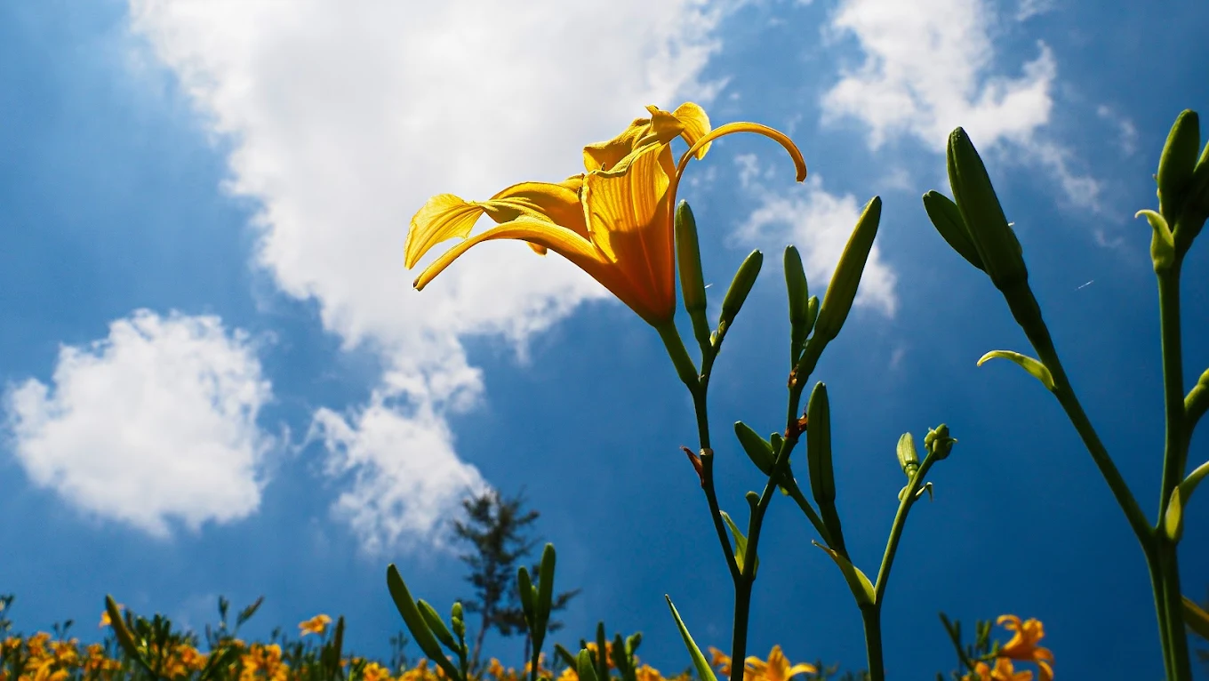 虎山巖金針花海攻略｜彰化春季賞花秘境、交通美食住宿一次看