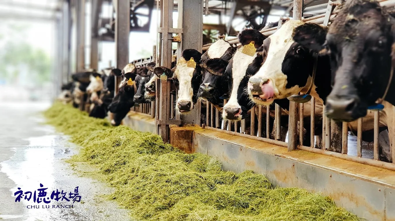 初鹿牧場一日遊攻略｜親子互動餵動物、美食、滑草全體驗