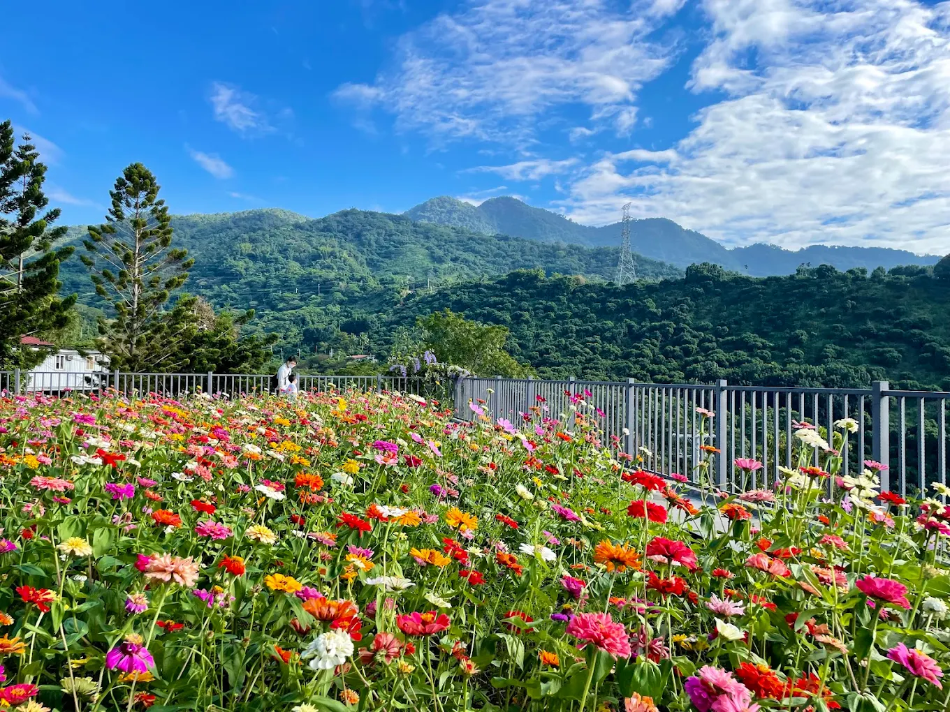探索台南仙湖休閒農場｜無邊際泳池、美食餐廳、親子活動一次滿足！