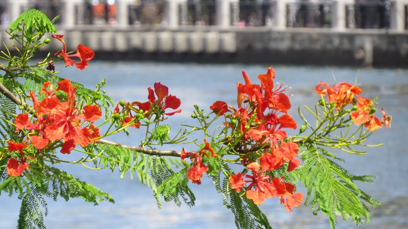 🌺 台灣鳳凰花景點推薦｜全台5大打卡熱點，拍出初夏紅花海！