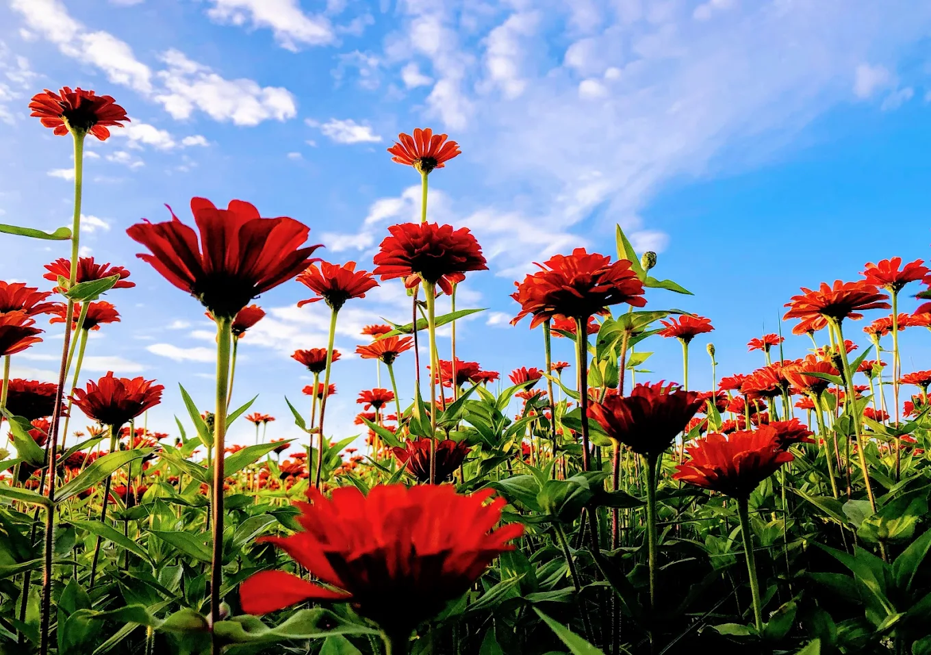 北部花海推薦｜賞花好去處5選！陽明山魯冰花、大佳河濱公園、蝴蝶公園一次看