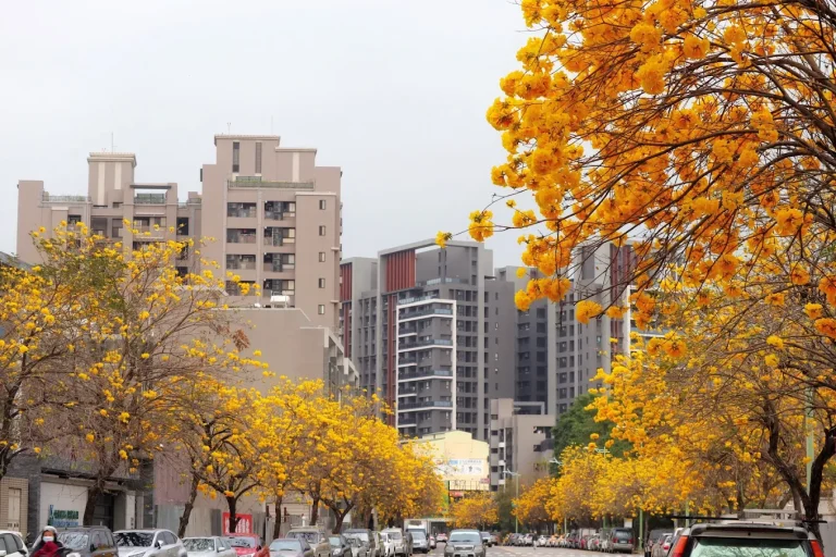 台中太順路黃金風鈴木全攻略｜花季時間、拍照熱點、美食與交通一次看！