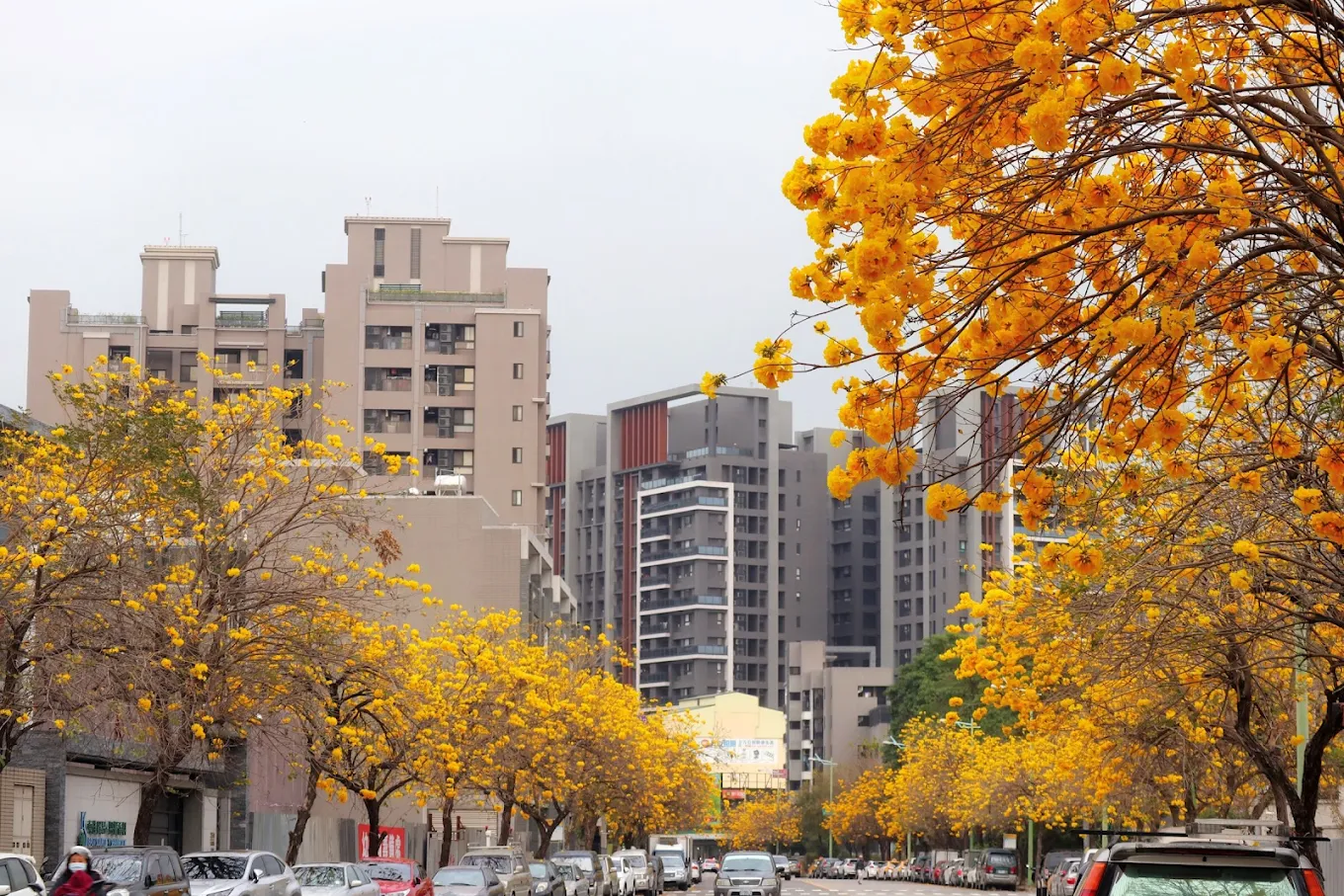 台中太順路黃金風鈴木全攻略｜花季時間、拍照熱點、美食與交通一次看！
