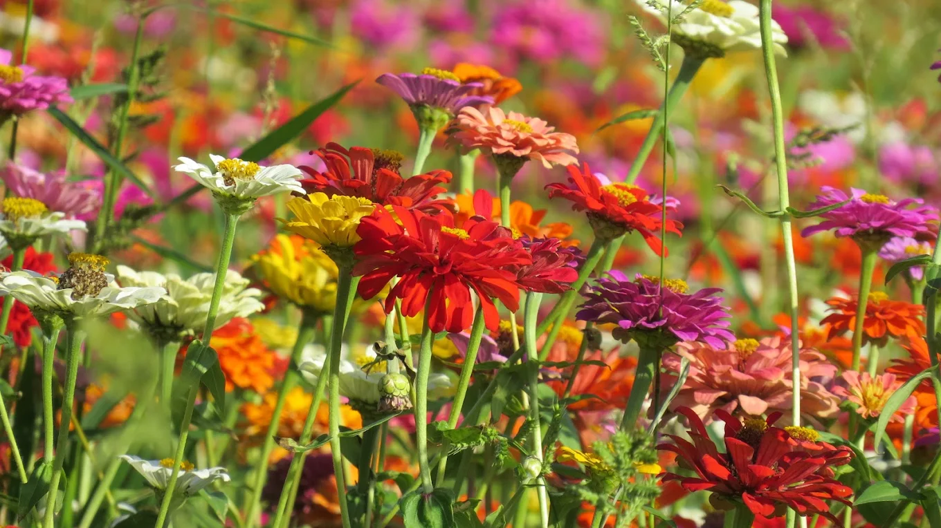 關渡花海｜台北秘境賞花地點，悠遊花田與自然濕地的浪漫邂逅