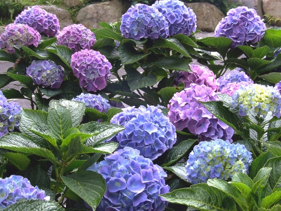 杉林溪的最佳出遊體驗：不容錯過的秘境之旅