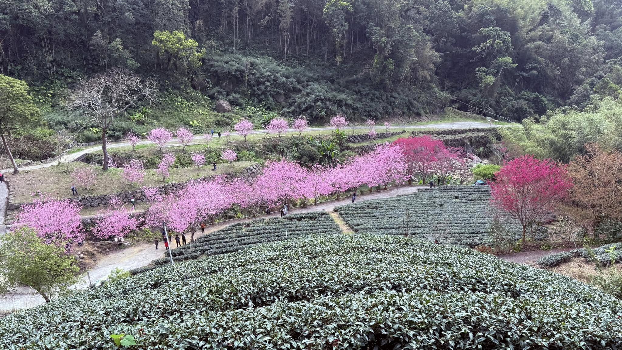 青山坪咖啡農場的美麗與咖啡魅力