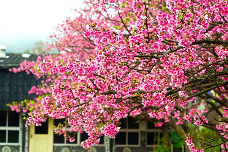 陽明山國家公園：台北最值得一遊的美麗自然秘境