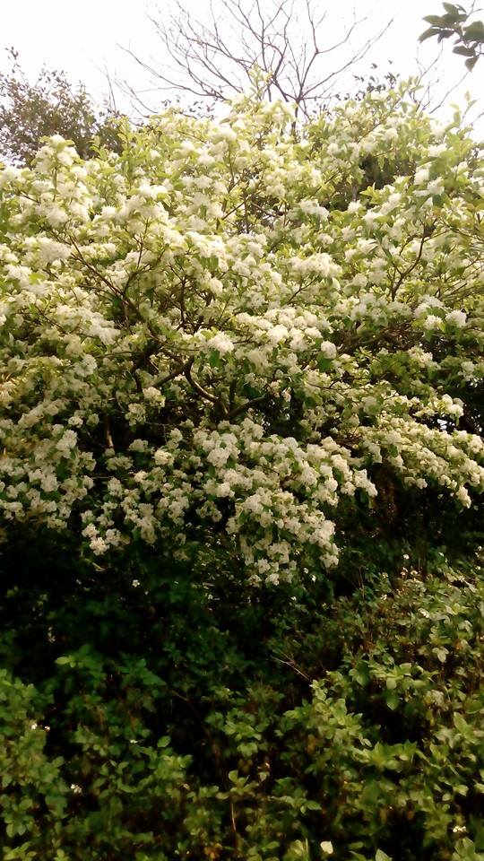 青山坪咖啡農場的美麗與咖啡魅力