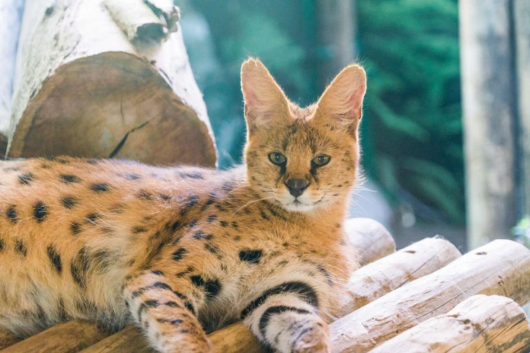 頑皮世界野生動物園的迷人魅力：親子旅遊的最佳選擇