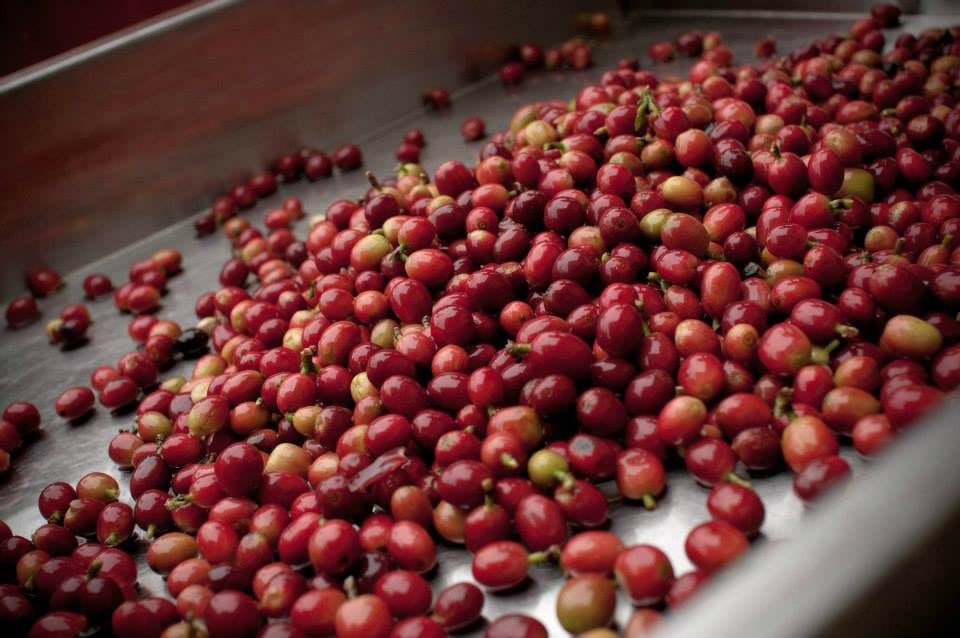 青山坪咖啡農場的美麗與咖啡魅力