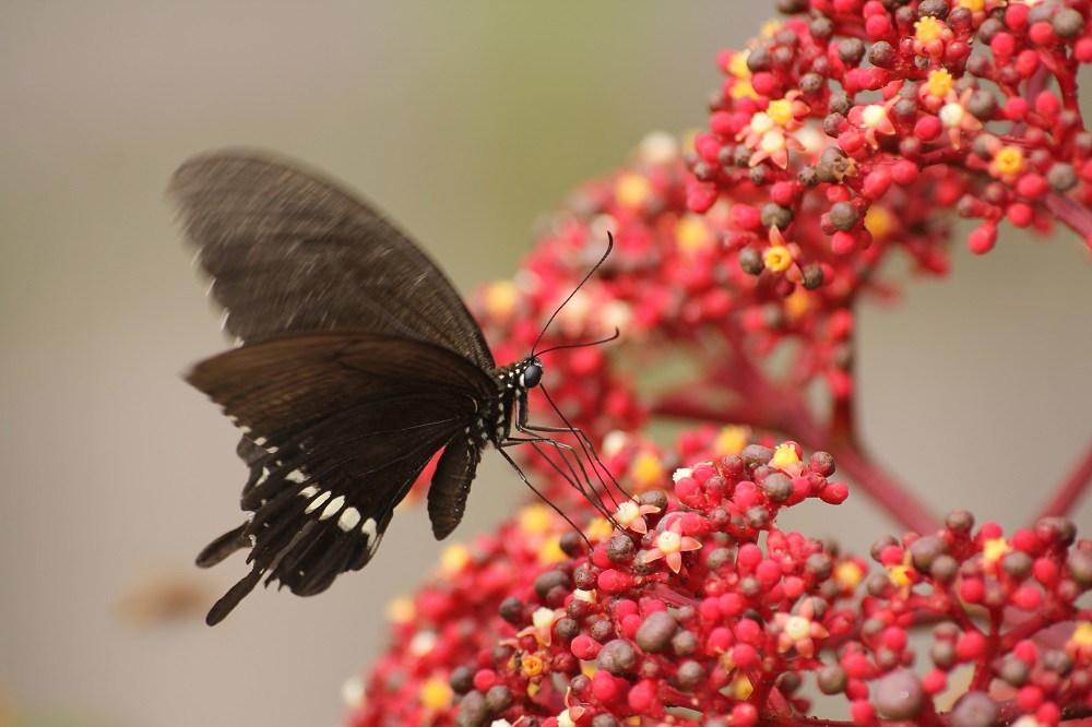 雙流國家森林遊樂區：探索自然之美的最佳選擇
