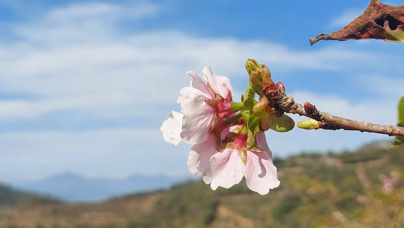 南投兩天一夜隱藏旅遊攻略｜尋找不一樣的自然與文化寶地