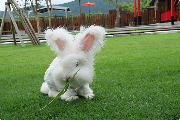 張美阿嬤農場：家庭友善的田園樂園，讓你與動物親密接觸