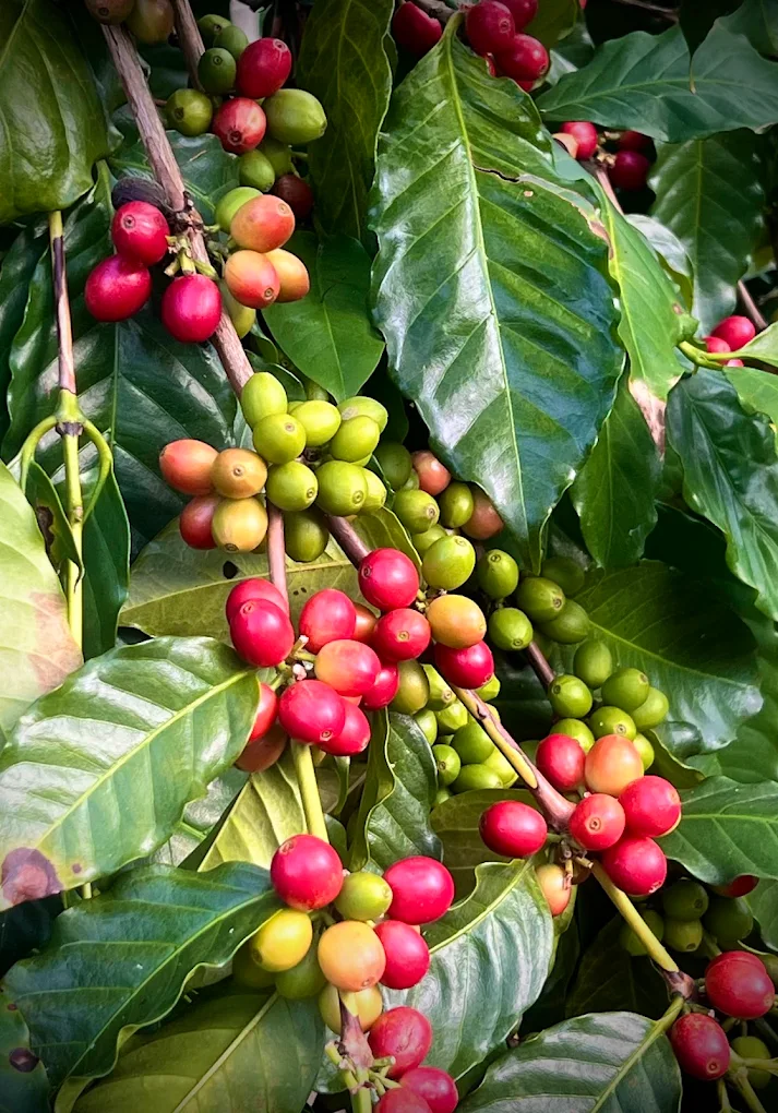 青山坪咖啡農場｜賞櫻與品咖啡的絕美山谷秘境