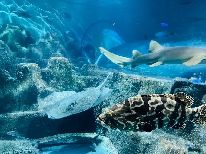 遠雄海洋公園海底水族館中游動的魟魚、石斑魚與鯊魚
