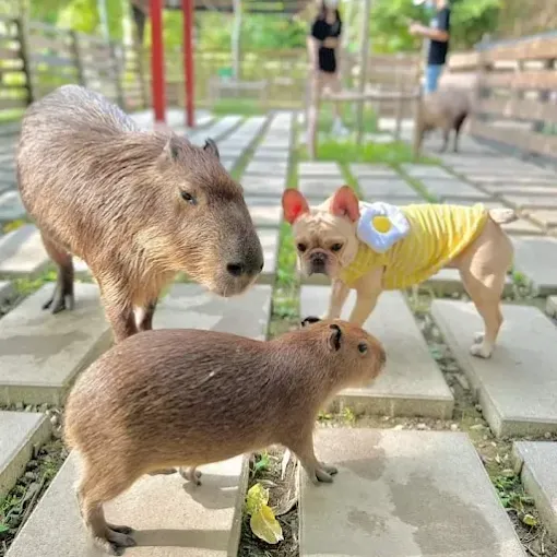 苗栗哈比丘茶樹森林水豚與狗狗互動的療癒畫面
