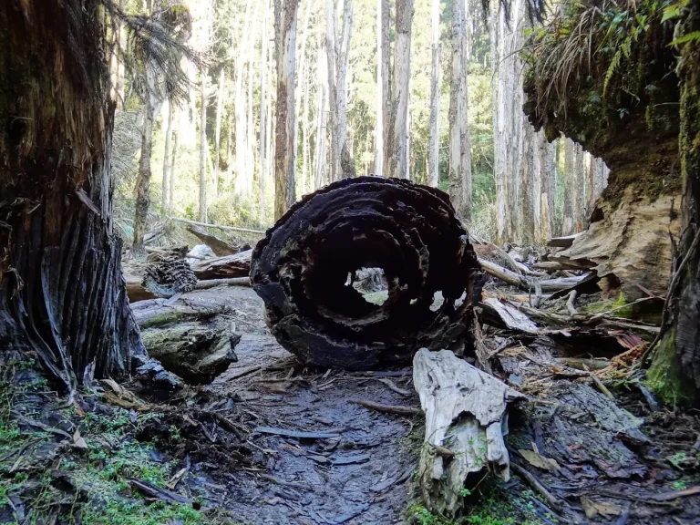 南投竹山旅遊全攻略｜景點美食一次推薦讓你暢遊竹山