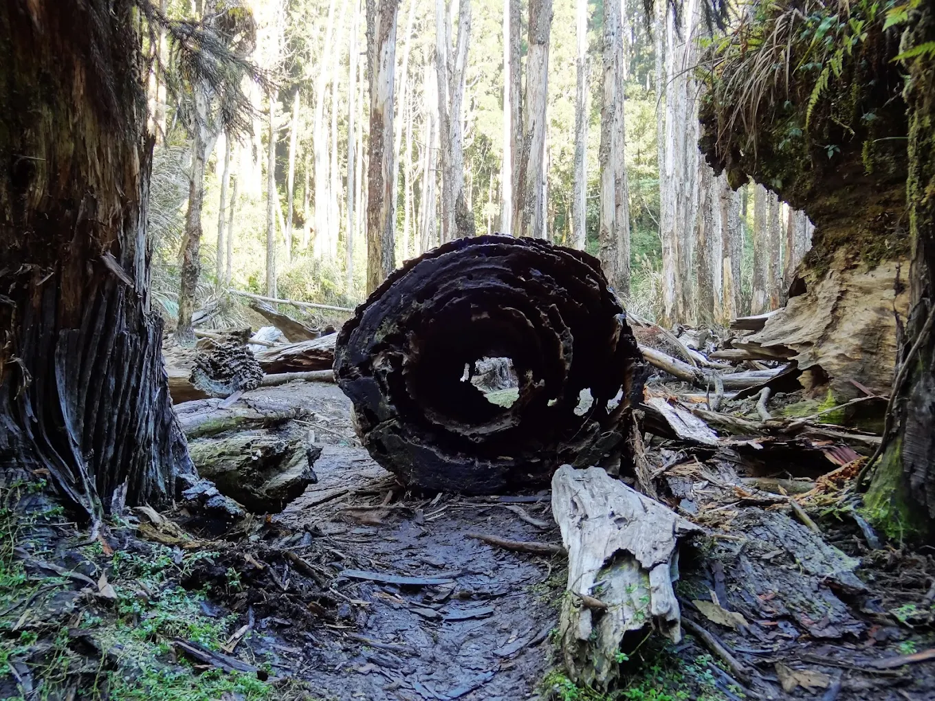南投竹山旅遊全攻略｜景點美食一次推薦讓你暢遊竹山