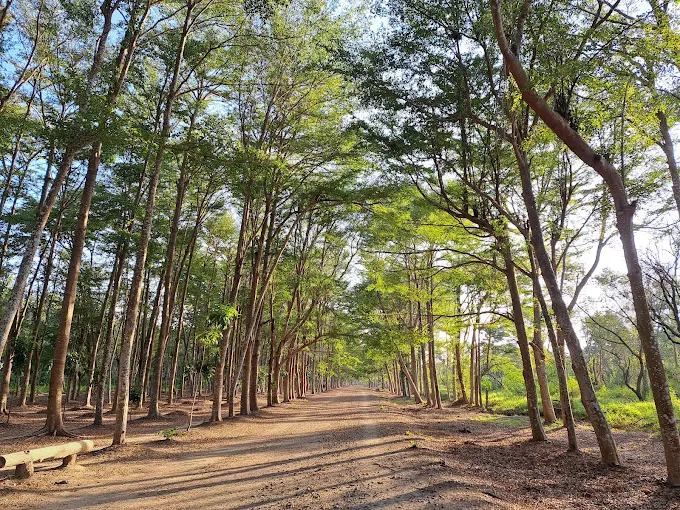 在台南的海風與樹影之間漫步，從四草綠色隧道一路走到漁光島夕色裡