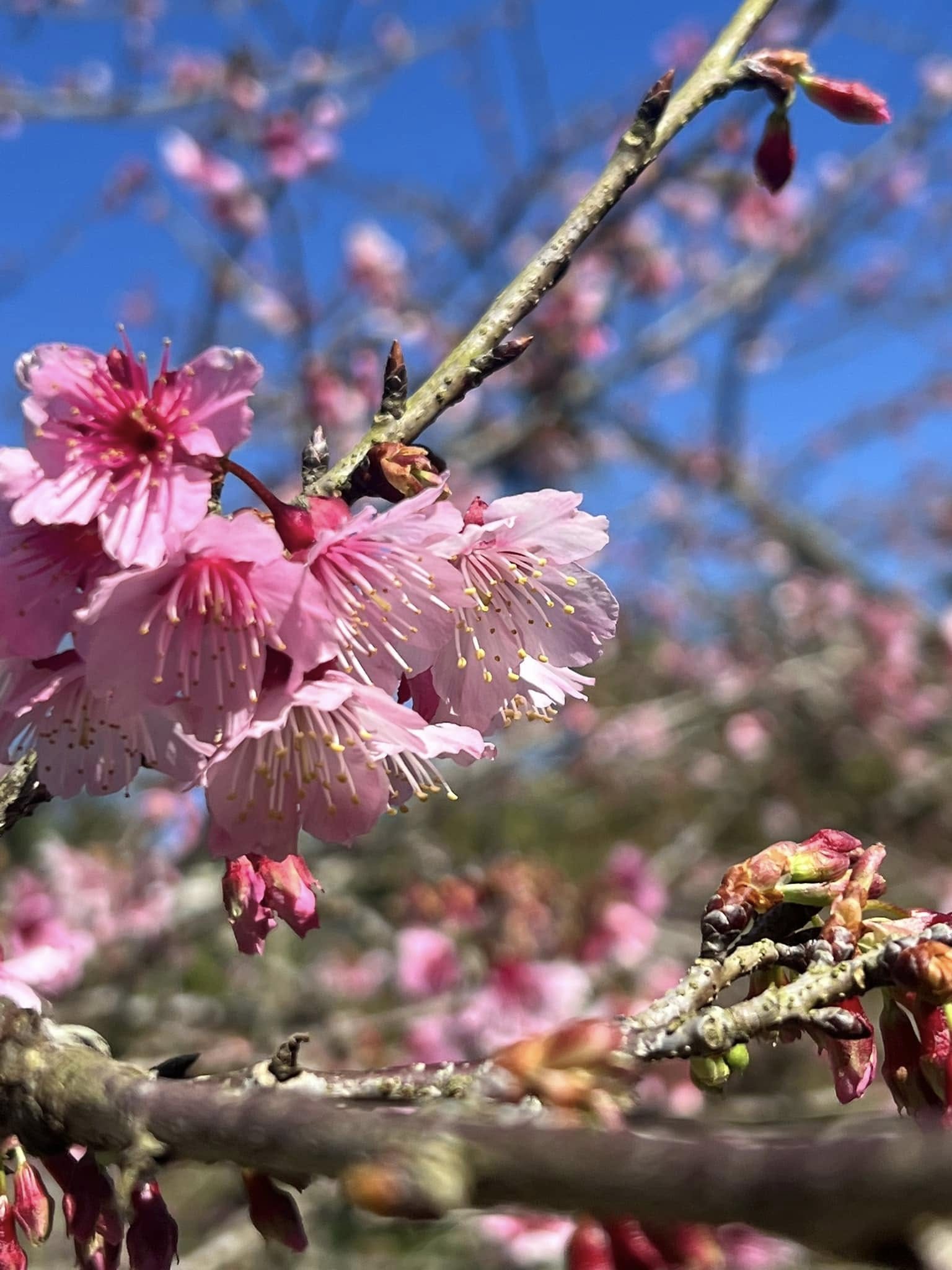 青山坪咖啡農場｜賞櫻與品咖啡的絕美山谷秘境