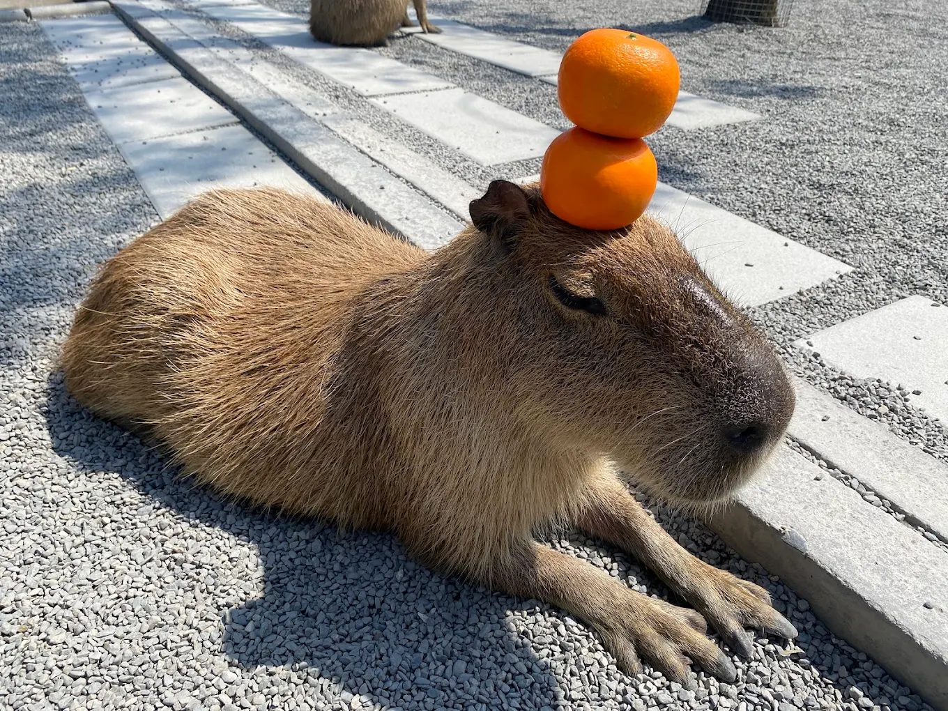 探索張美阿嬤農場的親子樂趣與綠意之旅