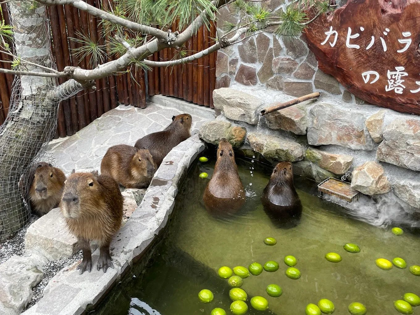 探索張美阿嬤農場的親子樂趣與綠意之旅