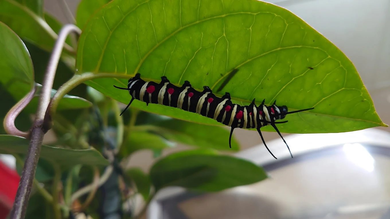 北部一日遊景點推薦｜探索碧潭與陽明山的天堂